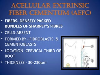 Acellular Extrinsic
Fiber Cementum (AEFC)
• FIBERS- DENSELY PACKED
BUNDLES OF SHARPEY’S FIBRES
• CELLS-ABSENT
• FORMED BY –FIBROBLASTS &
CEMENTOBLASTS
• LOCATION -CERVICAL THIRD OF
ROOT
• THICKNESS - 30-230μm
 