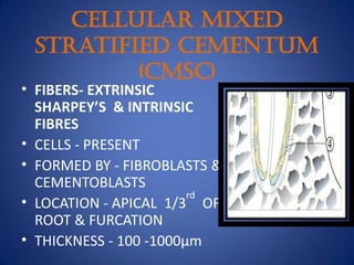 Cellular Mixed
Stratified Cementum
(CMSC)
• FIBERS- EXTRINSIC
SHARPEY’S & INTRINSIC
FIBRES
• CELLS - PRESENT
• FORMED BY - FIBROBLASTS &
CEMENTOBLASTS
• LOCATION - APICAL 1/3
rd
OF
ROOT & FURCATION
• THICKNESS - 100 -1000μm
 