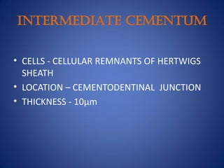 INTERMEDIATE CEMENTUM
• CELLS - CELLULAR REMNANTS OF HERTWIGS
SHEATH
• LOCATION – CEMENTODENTINAL JUNCTION
• THICKNESS - 10μm
 