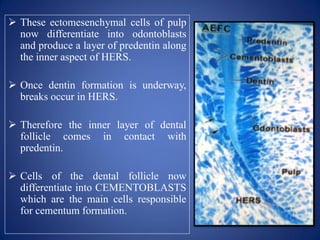  These ectomesenchymal cells of pulp
now differentiate into odontoblasts
and produce a layer of predentin along
the inner aspect of HERS.
 Once dentin formation is underway,
breaks occur in HERS.
 Therefore the inner layer of dental
follicle comes in contact with
predentin.
 Cells of the dental follicle now
differentiate into CEMENTOBLASTS
which are the main cells responsible
for cementum formation.
 
