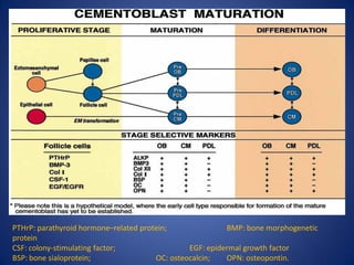 PTHrP: parathyroid hormone–related protein; BMP: bone morphogenetic
protein
CSF: colony-stimulating factor; EGF: epidermal growth factor
BSP: bone sialoprotein; OC: osteocalcin; OPN: osteopontin.
 