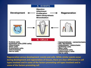 Regeneration versus development: events and cells. While similar events occur
during development and regeneration of tissues, there are clear differences in cell
types involved and in some of the factors promoting cell types involved and in
some of the factors promoting cell
 