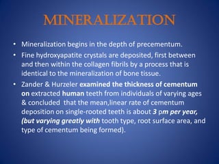 MINERALIZATION
• Mineralization begins in the depth of precementum.
• Fine hydroxyapatite crystals are deposited, first between
and then within the collagen fibrils by a process that is
identical to the mineralization of bone tissue.
• Zander & Hurzeler examined the thickness of cementum
on extracted human teeth from individuals of varying ages
& concluded that the mean,linear rate of cementum
deposition on single-rooted teeth is about 3 pm per year,
(but varying greatly with tooth type, root surface area, and
type of cementum being formed).
 