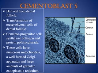CEMENTOBLAST S
 Derived from dental
follicle.
 Transformation of
mesenchymal cells of
dental follicle.
 Cemento-progenitor cells
synthesize collagen and
protein polysaccharide.
 These cells have
numerous mitochondria,
a well formed Golgi-
apparatus and large
amounts of granular
endoplasmic reticulum.
 