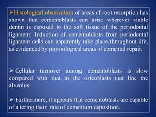 Histological observation of areas of root resorption has
shown that cementoblasts can arise wherever viable
dentin is exposed to the soft tissue of the periodontal
ligament. Induction of cementoblasts from periodontal
ligament cells can apparently take place throughout life,
as evidenced by physiological areas of cemental repair.
 Cellular turnover among cementoblasts is slow
compared with that in the osteoblasts that line the
alveolus.
 Furthermore, it appears that cementoblasts are capable
of altering their rate of cementum deposition.
 