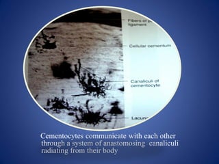 Cementocytes communicate with each other
through a system of anastomosing canaliculi
radiating from their body
 