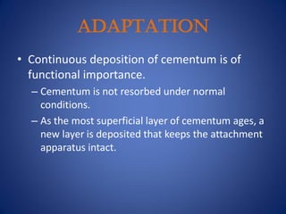 ADAPTATION
• Continuous deposition of cementum is of
functional importance.
– Cementum is not resorbed under normal
conditions.
– As the most superficial layer of cementum ages, a
new layer is deposited that keeps the attachment
apparatus intact.
 