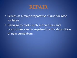REPAIR
• Serves as a major reparative tissue for root
surfaces.
• Damage to roots such as fractures and
resorptions can be repaired by the deposition
of new cementum.
 