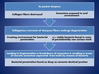 Leading to fragmentation & breakdown of cementum & resulting in areas
of necrotic cementum seperated from tooth by masses of bacteria
Bacterial penetration found as deep as cemento dentinal junction
Collagenous remnants of sharpeys fibers undergo degeneration
Creating environment for bacterial
penetration
87% viable bacteria found in roots
of periodontally non carious teeth
As pocket deepens
Collagen fibers destroyed Cementum exposed to oral
environment
 
