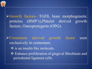 Growth factors- TGFß, bone morphogenetic
proteins (BMP’s),Platelet derived growth
factors, Osteoprotegerin (OPG).
Cementum derived growth factor seen
exclusively in cementum.
 is an insulin like molecule.
 Enhance proliferation of gingival fibroblasts and
periodontal ligament cells.
 