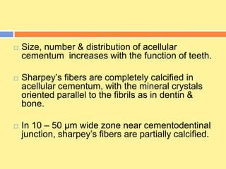  Size, number & distribution of acellular
cementum increases with the function of teeth.
 Sharpey’s fibers are completely calcified in
acellular cementum, with the mineral crystals
oriented parallel to the fibrils as in dentin &
bone.
 In 10 – 50 µm wide zone near cementodentinal
junction, sharpey’s fibers are partially calcified.
 