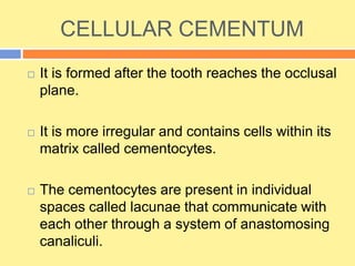 CELLULAR CEMENTUM
 It is formed after the tooth reaches the occlusal
plane.
 It is more irregular and contains cells within its
matrix called cementocytes.
 The cementocytes are present in individual
spaces called lacunae that communicate with
each other through a system of anastomosing
canaliculi.
 
