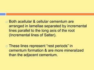  Both acellular & cellular cementum are
arranged in lamellae separated by incremental
lines parallel to the long axis of the root
(Incremental lines of Salter).
 These lines represent “rest periods” in
cementum formation & are more mineralized
than the adjacent cementum.
 