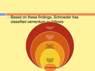  Based on these findings, Schroeder has
classified cementum as follows:
ACELLULAR
AFIBRIL
ACELLULAR
EXTRINSIC
FIBER
CELLULAR
MIXED
STRATIFIED
CELLULAR
INTRINSIC
FIBERS
INTERMEDDIATE
 
