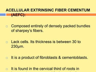 ACELLULAR EXTRINSINC FIBER CEMENTUM
(AEFC):
 Composed entirely of densely packed bundles
of sharpey’s fibers.
 Lack cells. Its thickness is between 30 to
230µm.
 It is a product of fibroblasts & cementoblasts.
 It is found in the cervical third of roots in
 