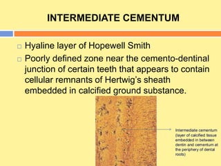 INTERMEDIATE CEMENTUM
 Hyaline layer of Hopewell Smith
 Poorly defined zone near the cemento-dentinal
junction of certain teeth that appears to contain
cellular remnants of Hertwig’s sheath
embedded in calcified ground substance.
 