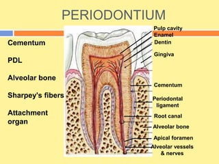 PERIODONTIUM
Cementum
PDL
Alveolar bone
Sharpey's fibers
Attachment
organ
Cementum
Periodontal
ligament
Alveolar bone
Apical foramen
Pulp cavity
Enamel
Dentin
Gingiva
Root canal
Alveolar vessels
& nerves
 