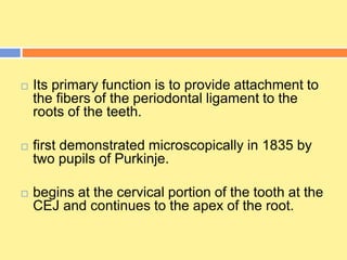  Its primary function is to provide attachment to
the fibers of the periodontal ligament to the
roots of the teeth.
 first demonstrated microscopically in 1835 by
two pupils of Purkinje.
 begins at the cervical portion of the tooth at the
CEJ and continues to the apex of the root.
 