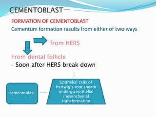 FORMATION OF CEMENTOBLAST
Cementum formation results from either of two ways
from HERS
From dental follicle
• Soon after HERS break down
Epithelial cells of
hertwig’s root sheath
undergo epithelial
mesenchymal
transformation
cementoblast
 