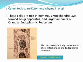  Cementoblast are Ecto-mesenchyme in origin
 These cells are rich in numerous Mitochondria ,well
formed Golgi apparatus, and larger amounts of
Granular Endoplasmic Reticulum
Electron microscopically cementoblasts
show Mitochondria and Endoplasmic
reticulum
www.periobasic.com
 
