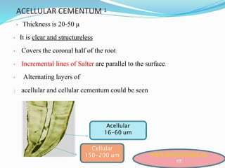 ACELLULAR CEMENTUM 1
• Thickness is 20-50 µ
• It is clear and structureless
• Covers the coronal half of the root.
• Incremental lines of Salter are parallel to the surface.
• Alternating layers of
 acellular and cellular cementum could be seen
Acellular
16-60 um
Cellular
150-200 um www.dentalimage.co
m
 
