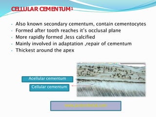 CELLULAR CEMENTUM1
• Also known secondary cementum, contain cementocytes
• Formed after tooth reaches it’s occlusal plane
• More rapidly formed ,less calcified
• Mainly involved in adaptation ,repair of cementum
• Thickest around the apex
Cellular cementum
Acellular cementum
www.juniordental.com
 