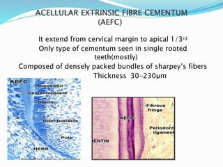 It extend from cervical margin to apical 1/3rd
Only type of cementum seen in single rooted
teeth(mostly)
Composed of densely packed bundles of sharpey’s fibers
Thickness 30-230μm
 