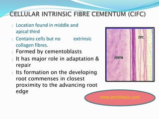  Location found in middle and
apical third
 Contains cells but no extrinsic
collagen fibres.
 Formed by cementoblasts
 It has major role in adaptation &
repair
 Its formation on the developing
root commenses in closest
proximity to the advancing root
edge
www.periobasic.com
 