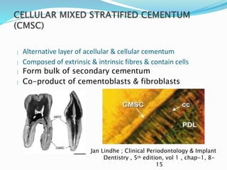  Alternative layer of acellular & cellular cementum
 Composed of extrinsic & intrinsic fibres & contain cells
 Form bulk of secondary cementum
 Co-product of cementoblasts & fibroblasts
Jan Lindhe ; Clinical Periodontology & Implant
Dentistry , 5th edition, vol 1 , chap-1, 8-
15
 