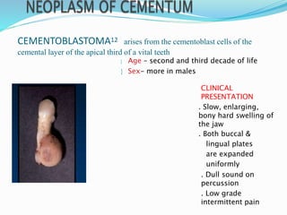 CEMENTOBLASTOMA12 arises from the cementoblast cells of the
cemental layer of the apical third of a vital teeth
 Age – second and third decade of life
 Sex- more in males
CLINICAL
PRESENTATION
. Slow, enlarging,
bony hard swelling of
the jaw
. Both buccal &
lingual plates
are expanded
uniformly
. Dull sound on
percussion
. Low grade
intermittent pain
 