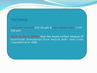 THICKNESS
•Thinnest cervically (20-50 μm) & thick toward apex (150-
200 μm)
Distal surface is thicker than the mesial surface because of
functional stimulation from mesial drift over t ime
( Dasmalch et al 1990)
 