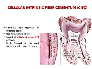 cementum detailed histology and types .pdf