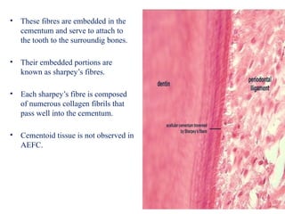 cementum.pptx cementum presentation oral biology | PPTX