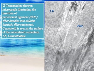 Cementum.pdfffffffffffffffffffffffffffffc | PDF