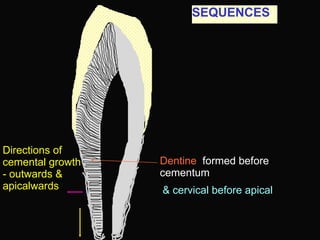 Apical Direction Cementum study in periodontics and perio.ppt