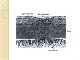 cementum1-130720234145-phpapp01 (1).pdf