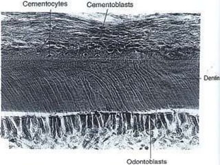 cementum1-141012163428-conversion-gate01.pdf