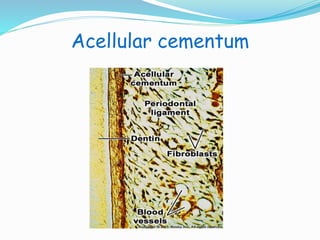 Acellular cementum 
 