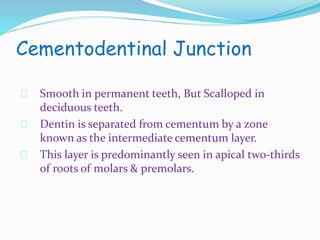 Cementodentinal Junction 
Smooth in permanent teeth, But Scalloped in 
deciduous teeth. 
Dentin is separated from cementum by a zone 
known as the intermediate cementum layer. 
This layer is predominantly seen in apical two-thirds 
of roots of molars & premolars. 
 
