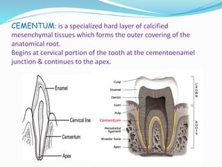 CEMENTUM: is a specialized hard layer of calcified 
mesenchymal tissues which forms the outer covering of the 
anatomical root. 
Begins at cervical portion of the tooth at the cementoenamel 
junction & continues to the apex. 
 