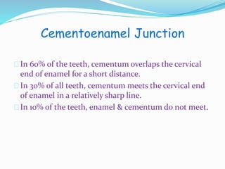 Cementoenamel Junction 
In 60% of the teeth, cementumoverlaps the cervical 
end of enamel for a short distance. 
In 30% of all teeth, cementum meets the cervical end 
of enamel in a relatively sharp line. 
In 10% of the teeth, enamel & cementum do not meet. 
 