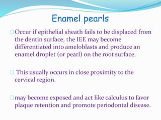 Enamel pearls 
Occur if epithelial sheath fails to be displaced from 
the dentin surface, the IEE may become 
differentiated into ameloblasts and produce an 
enamel droplet (or pearl) on the root surface. 
This usually occurs in close proximity to the 
cervical region. 
may become exposed and act like calculus to favor 
plaque retention and promote periodontal disease. 
 