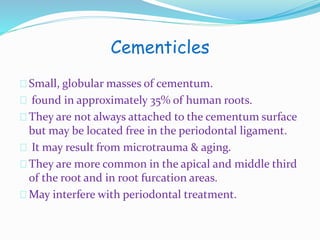 Cementicles 
Small, globular masses of cementum. 
found in approximately 35% of human roots. 
They are not always attached to the cementumsurface 
but may be located free in the periodontal ligament. 
It may result from microtrauma & aging. 
They are more common in the apical and middle third 
of the root and in root furcation areas. 
May interfere with periodontal treatment. 
 