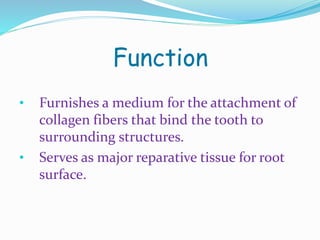 Function 
• Furnishes a medium for the attachment of 
collagen fibers that bind the tooth to 
surrounding structures. 
• Serves as major reparative tissue for root 
surface. 
 