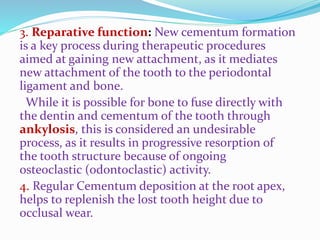 3. Reparative function: New cementum formation 
is a key process during therapeutic procedures 
aimed at gaining new attachment, as it mediates 
new attachment of the tooth to the periodontal 
ligament and bone. 
While it is possible for bone to fuse directly with 
the dentin and cementum of the tooth through 
ankylosis, this is considered an undesirable 
process, as it results in progressive resorption of 
the tooth structure because of ongoing 
osteoclastic (odontoclastic) activity. 
4. Regular Cementum deposition at the root apex, 
helps to replenish the lost tooth height due to 
occlusal wear. 
 