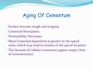 Aging Of Cementum 
Surface become rough and irrigular. 
Cemental Resorption. 
Permeability Decreases. 
More Cemental deposition is greater in the apical 
zone, which may lead to closure of the apical foramen. 
The lacunae of cellular cementumappear empty (loss 
of cementocytes). 
