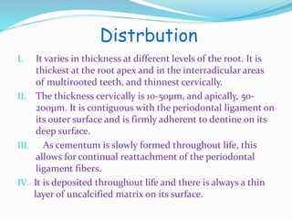 Distrbution 
I. It varies in thickness at different levels of the root. It is 
thickest at the root apex and in the interradicular areas 
of multirooted teeth, and thinnest cervically. 
II. The thickness cervically is 10-50μm, and apically, 50- 
200μm. It is contiguous with the periodontal ligament on 
its outer surface and is firmly adherent to dentine on its 
deep surface. 
III. As cementum is slowly formed throughout life, this 
allows for continual reattachment of the periodontal 
ligament fibers. 
IV. It is deposited throughout life and there is always a thin 
layer of uncalcified matrix on its surface. 
 