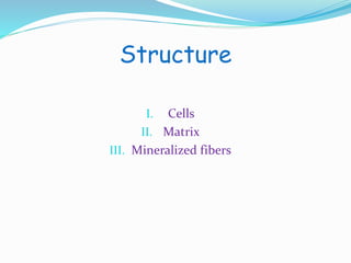Structure 
I. Cells 
II. Matrix 
III. Mineralized fibers 
 