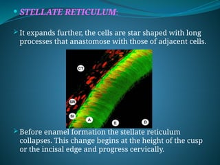 Stella Reticulum CEMENTUM (1) in periodontics n implantology.pptx