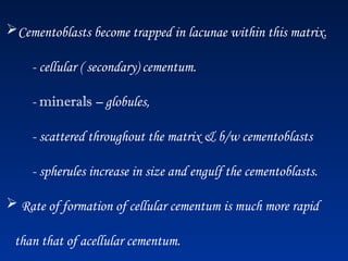 Cementoblasts become trapped in lacunae within this matrix.
- cellular ( secondary) cementum.
- minerals – globules,
- scattered throughout the matrix & b/w cementoblasts
- spherules increase in size and engulf the cementoblasts.
 Rate of formation of cellular cementum is much more rapid
than that of acellular cementum.
 